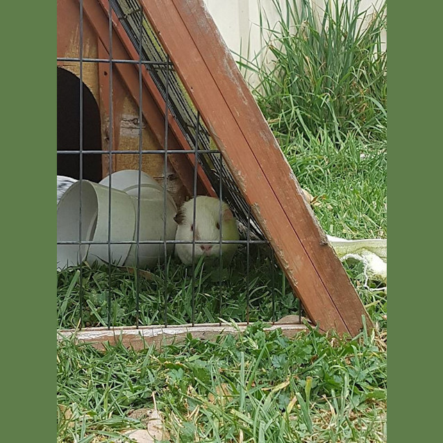 Photo of Yeti And Sesame Baby Guineas