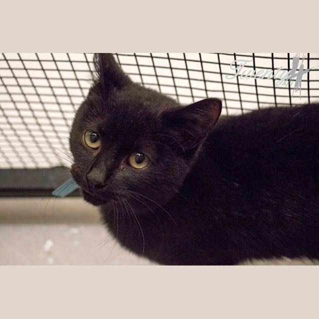 Photo of Pepper (1880)