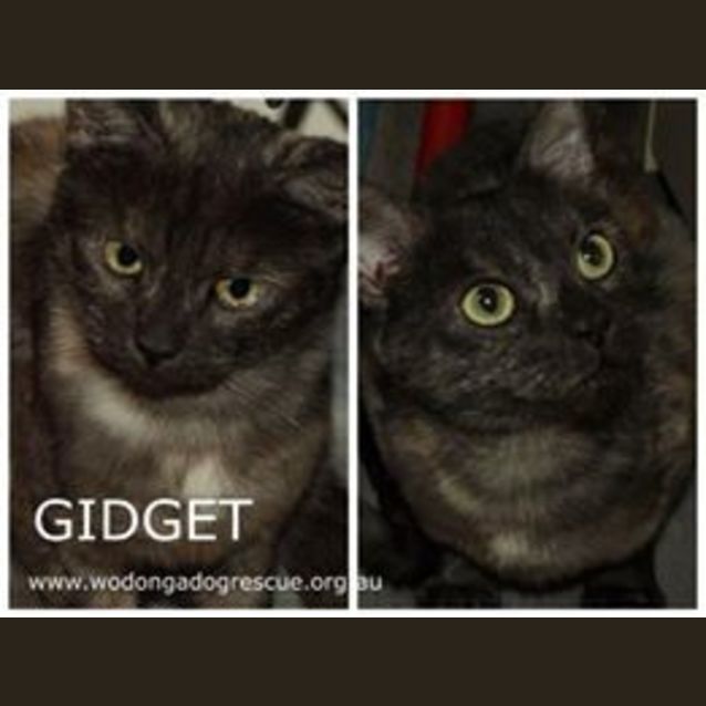 Photo of Gidget