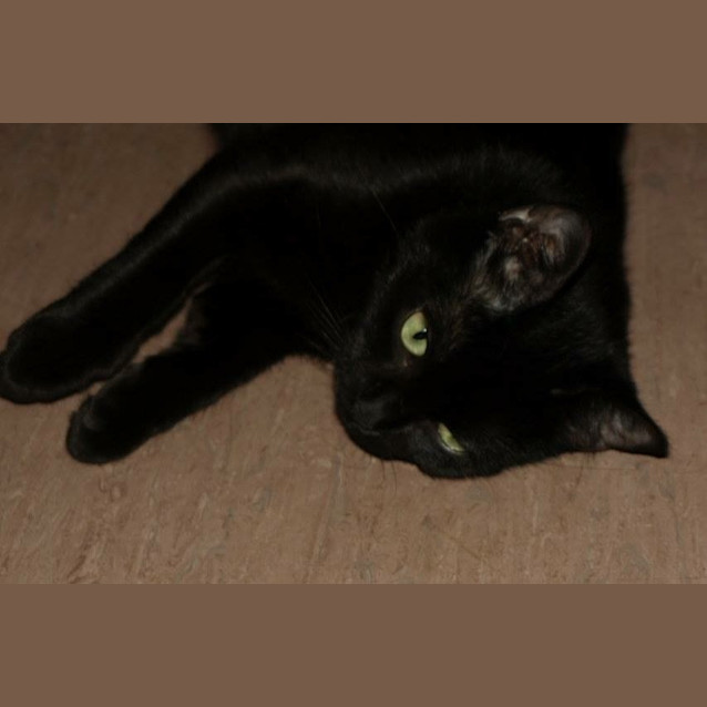 Photo of Delta Adoption Fee $120