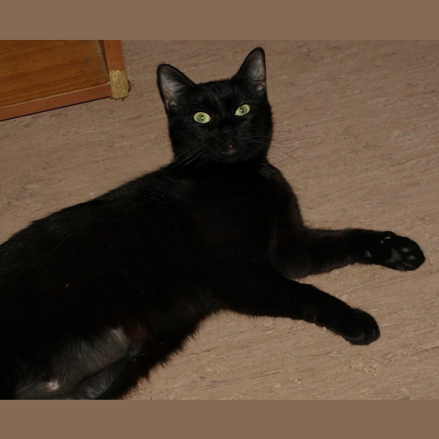 Photo of Delta Adoption Fee $120