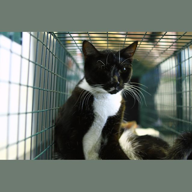 Photo of Minty @ Squawks Pet Store