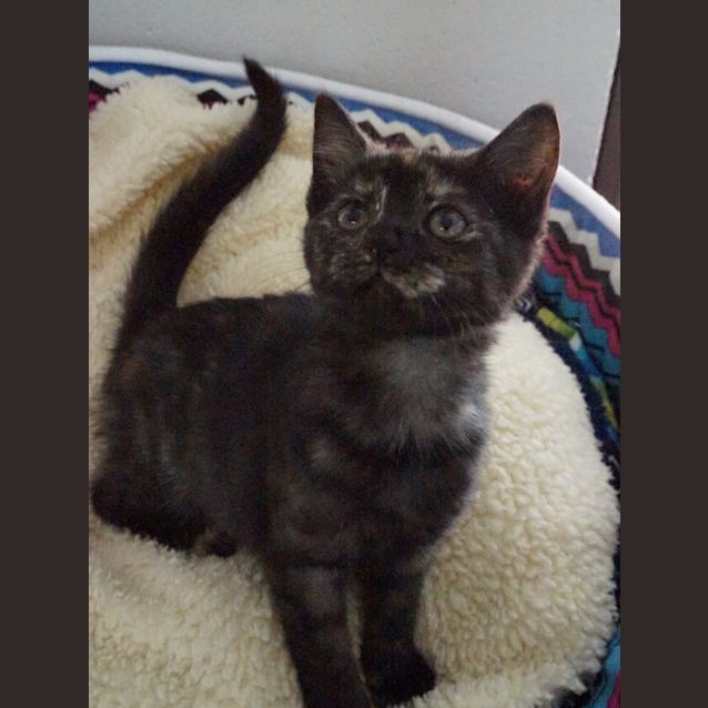 Photo of Asha