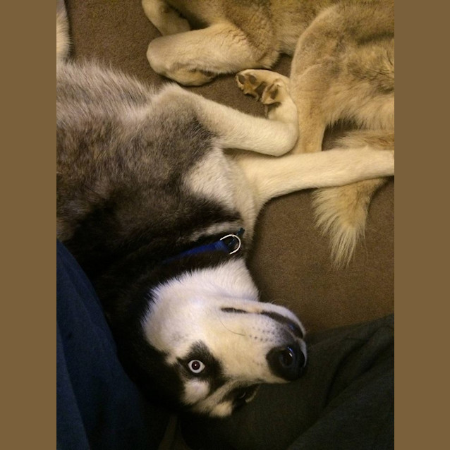 Photo of Ollie