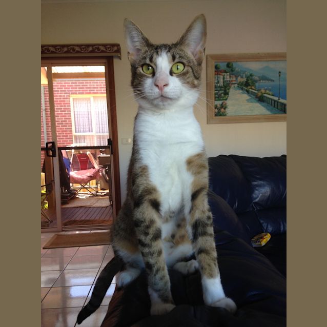 Photo of Arnold Id 28618