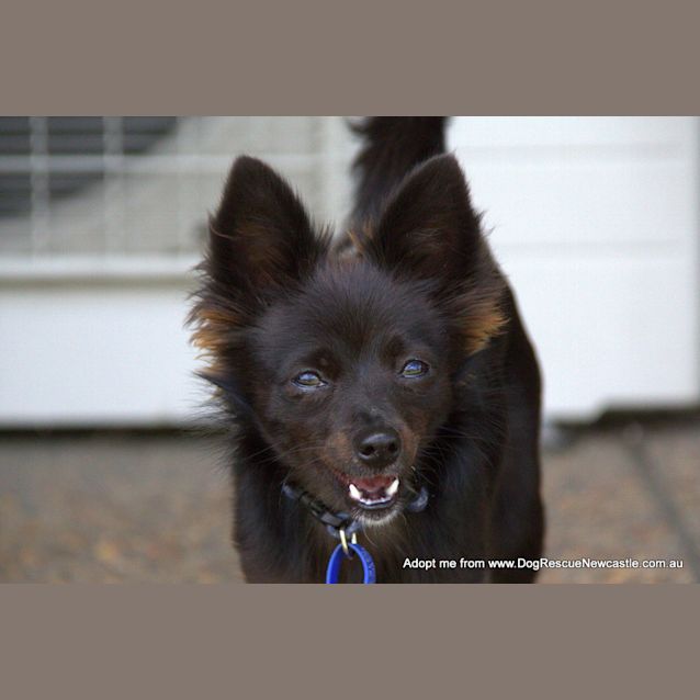 Photo of Sooty ~ Chihuahua X, Girl (On Trial 21/02/16)