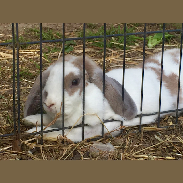 Photo of Tilly