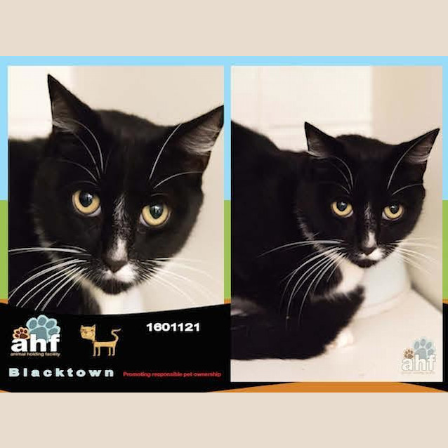 Photo of Lync (1121)