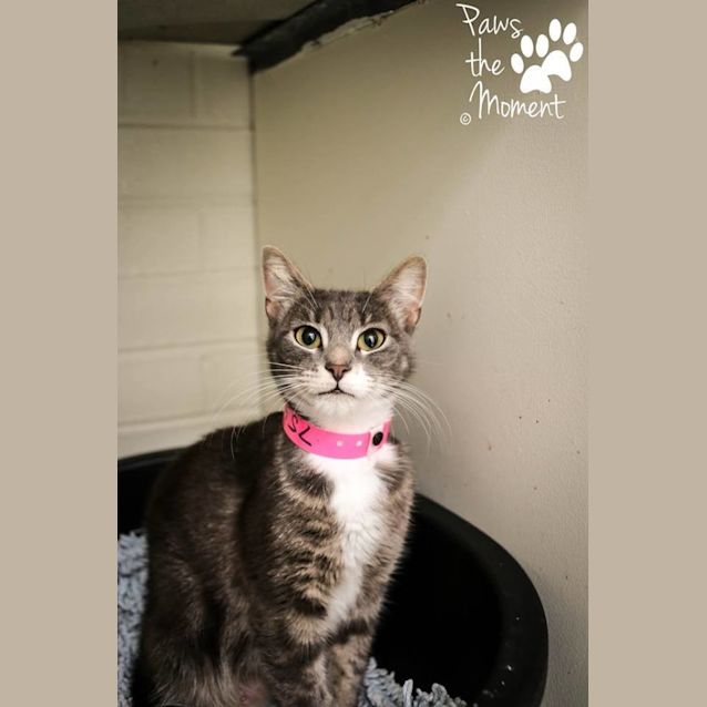 Photo of Kauri (0754)