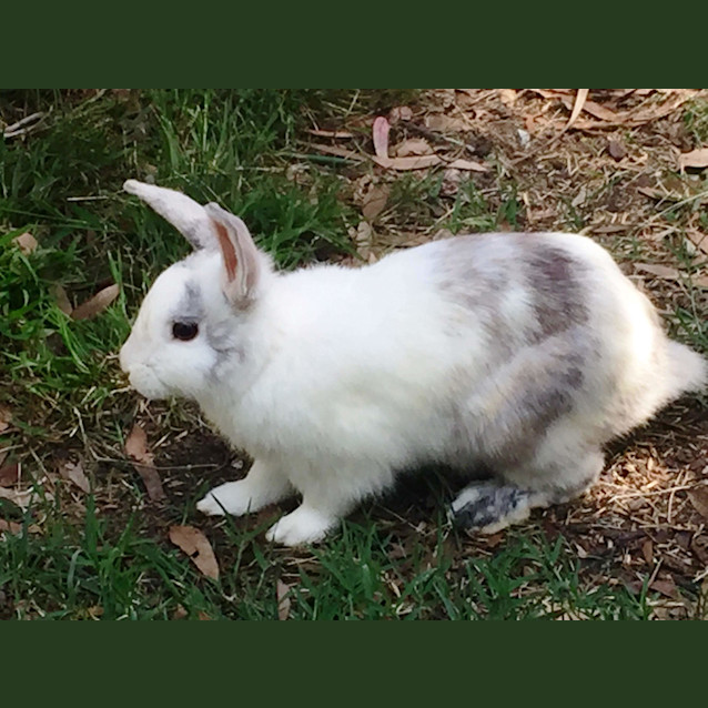 Photo of Johnny And Buttermilk