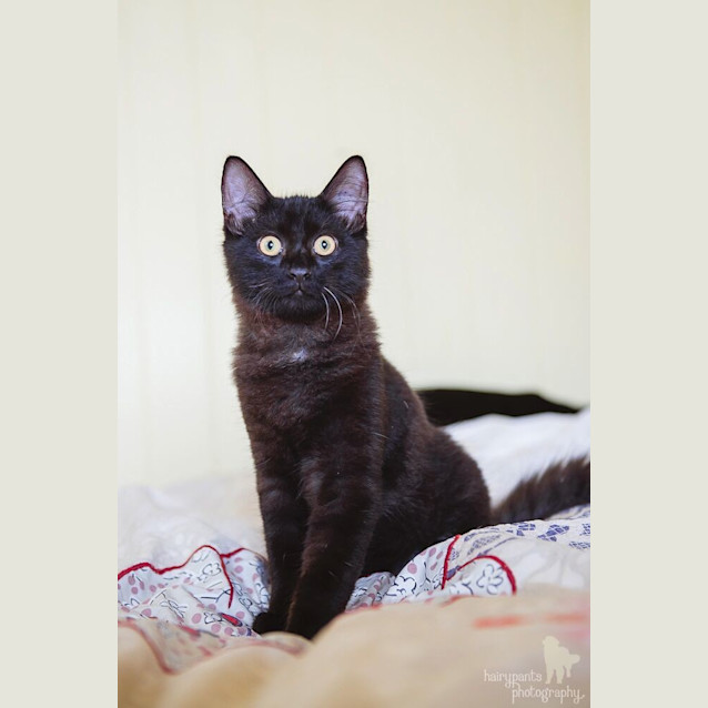 Photo of Ollie * $50 Only! *