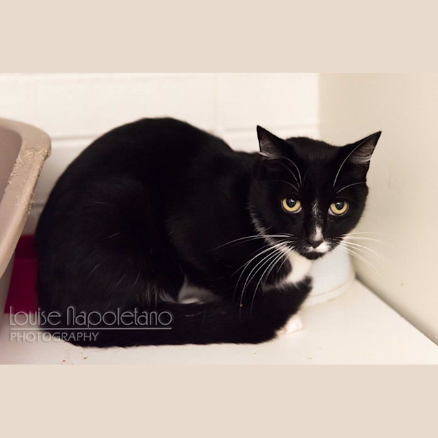 Photo of Lync (1121)