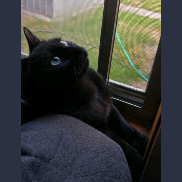 Photo of Delta Adoption Fee $120