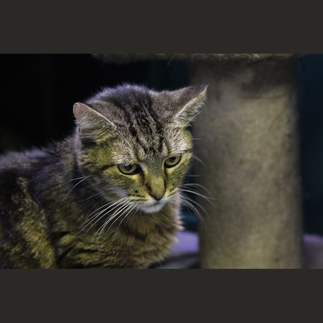 Photo of Puss @ Squawks Pet Store