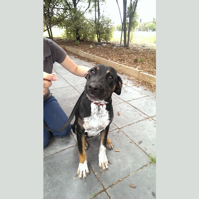 Photo of Rum Id:30414