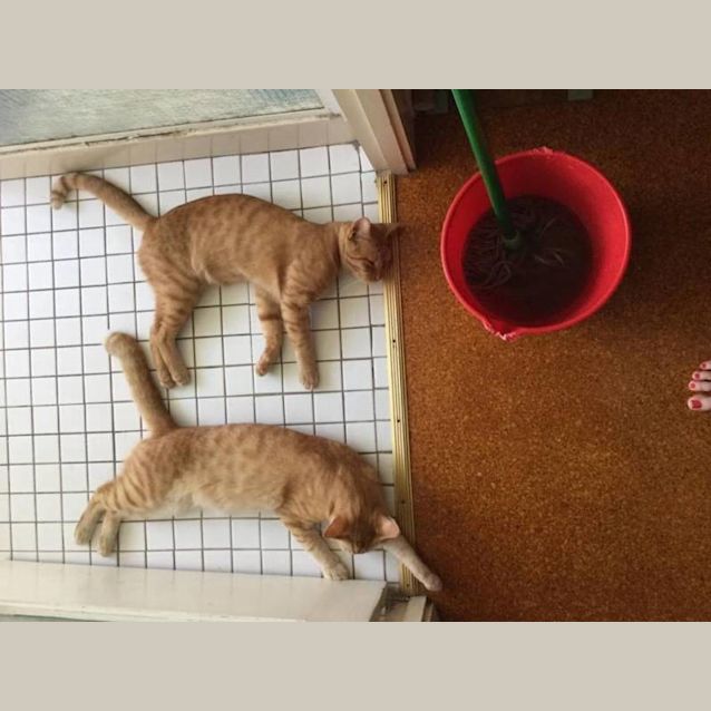 Photo of Garfield