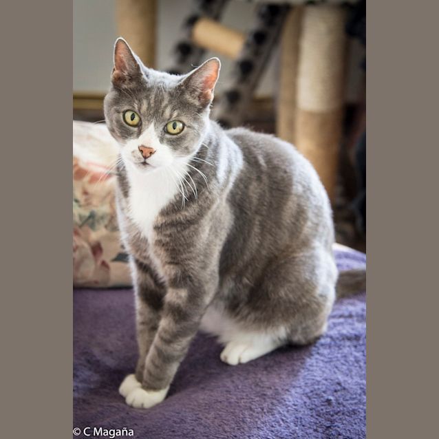 Photo of Greystoke Ec0174