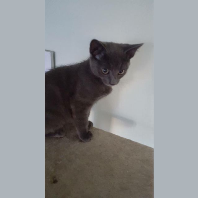 Photo of Suku Kitten