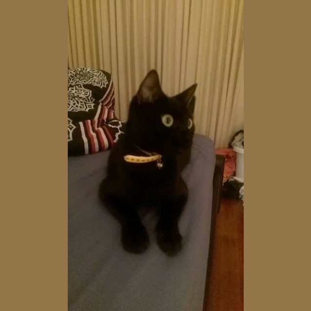 Photo of Alaska Adoption Fee $120