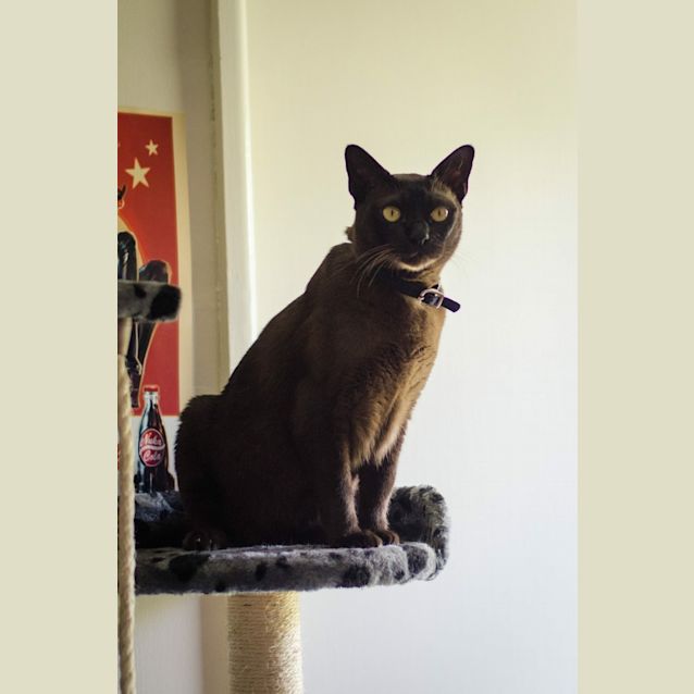 Photo of Koby