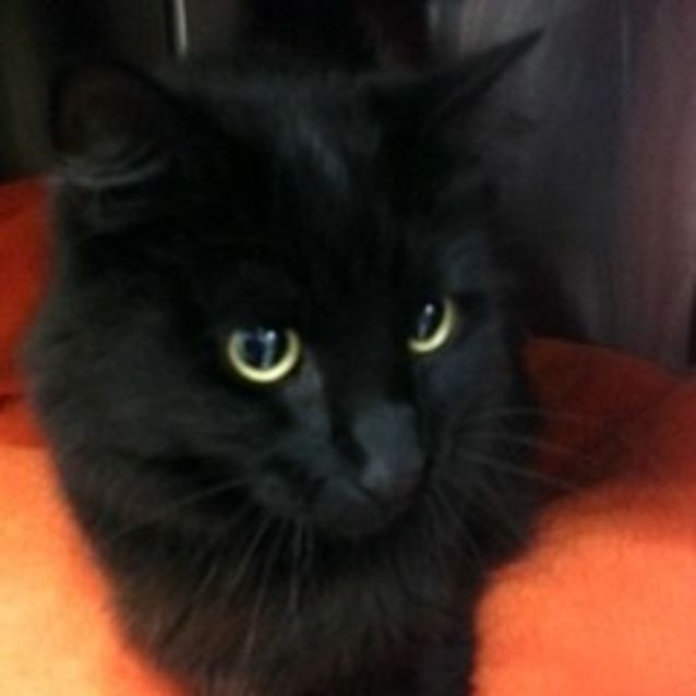 Photo of Django
