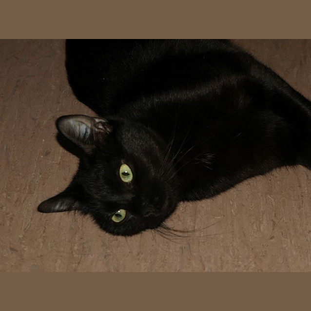 Photo of Delta Adoption Fee $120