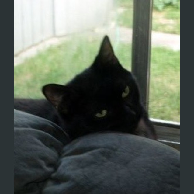 Photo of Delta Adoption Fee $120