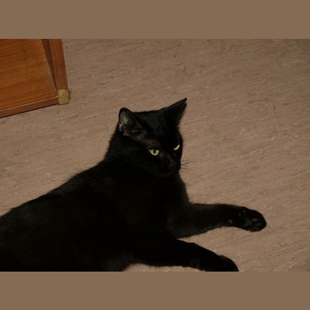 Photo of Delta Adoption Fee $120