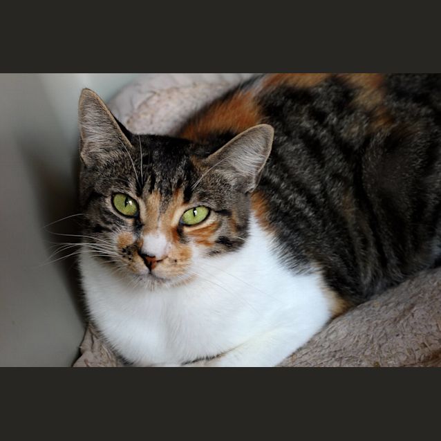 Photo of Nugget **2nd Chance Cat Rescue**