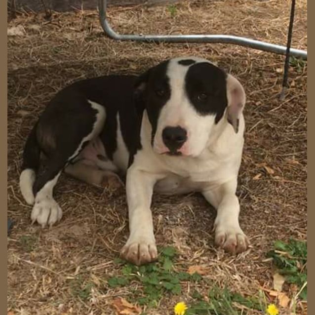 Photo of Patch