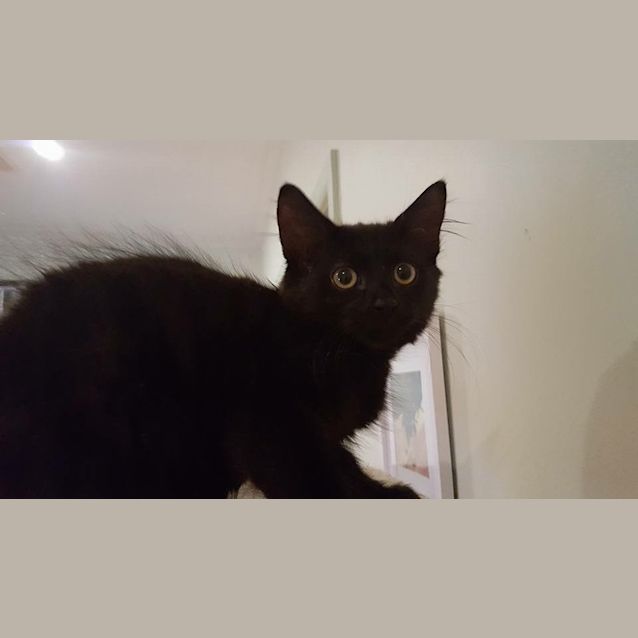 Photo of Cupun Kitten