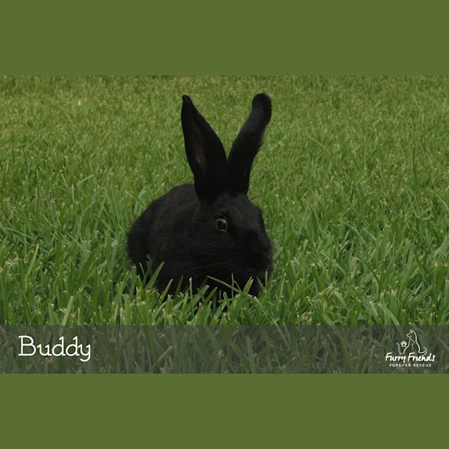 Photo of Buddy *•Adopt Me•* I'm A Cheeky Little Character💖!