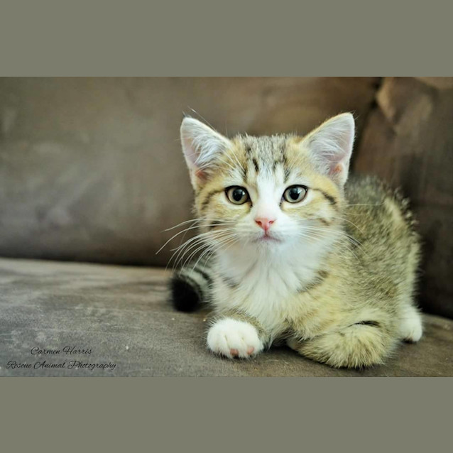 Photo of Cleopatra *$50 Only*