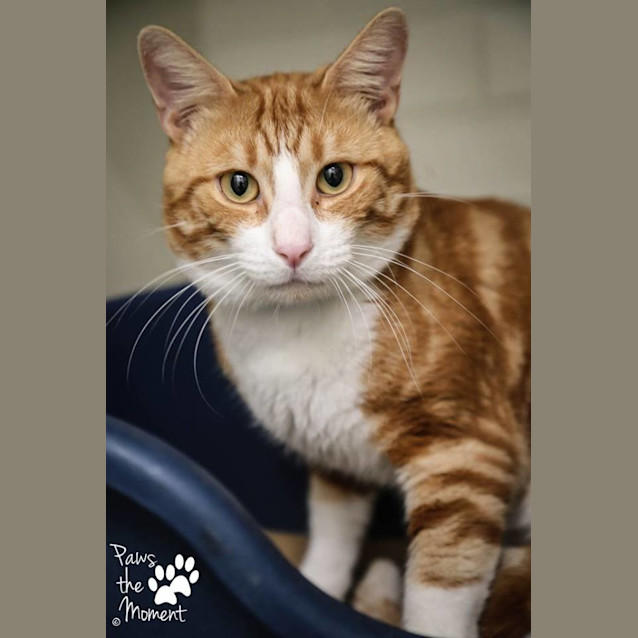 Photo of Windsor (0825)