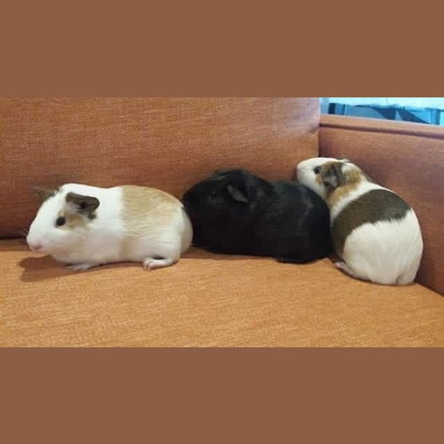 Photo of Puddin And Noelle 