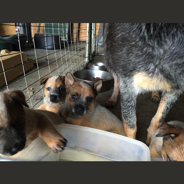 Photo of Adoption Interest Cattle Dog Pups 