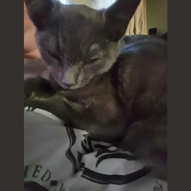 Photo of Suku Kitten