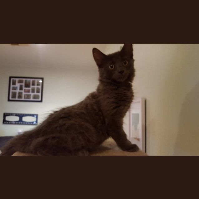 Photo of Kodiak Kitten