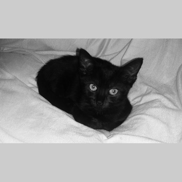 Photo of Black Widow 