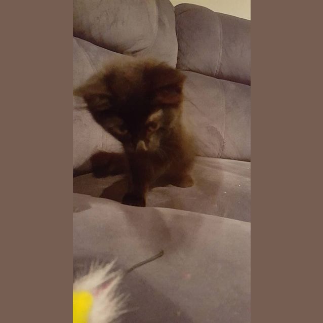 Photo of Cupun Kitten