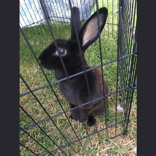 Photo of Velvet *The Softest Of Them All*