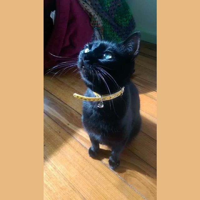 Photo of Alaska Adoption Fee $120