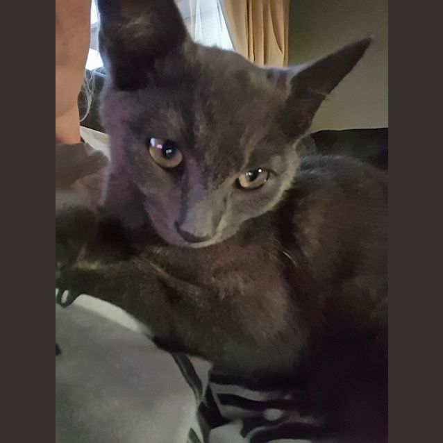 Photo of Suku Kitten