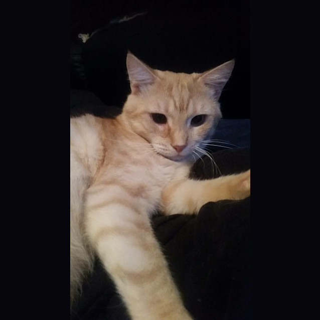 Photo of Max (Cat/Child/Dog Friendly)