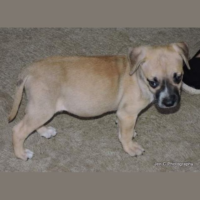 Photo of Chloe A Gorgeous Puppy 