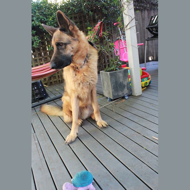 Photo of Cassius Is On Hold Pending Adoption
