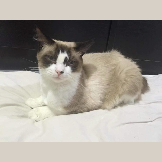 Photo of Hank