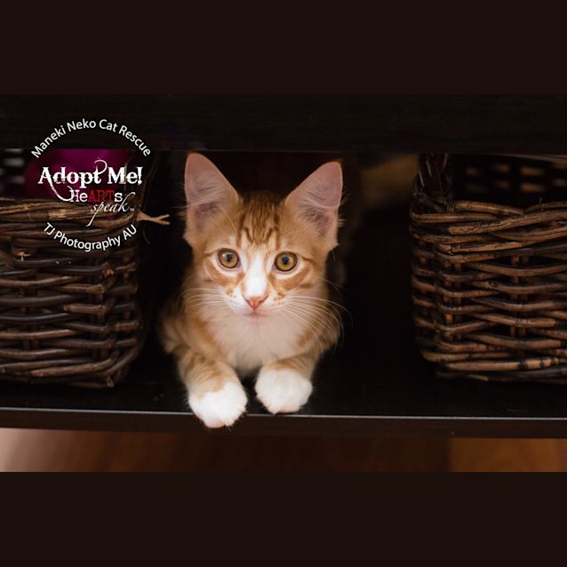 Photo of Ninge (Located In Traralgon) 