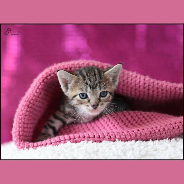 Photo of Fifi *Adoption Pending*