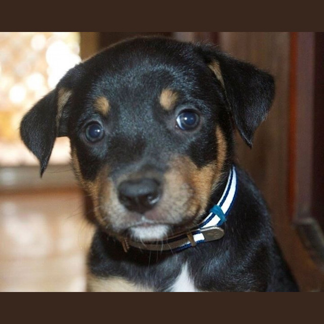 Photo of Jasper